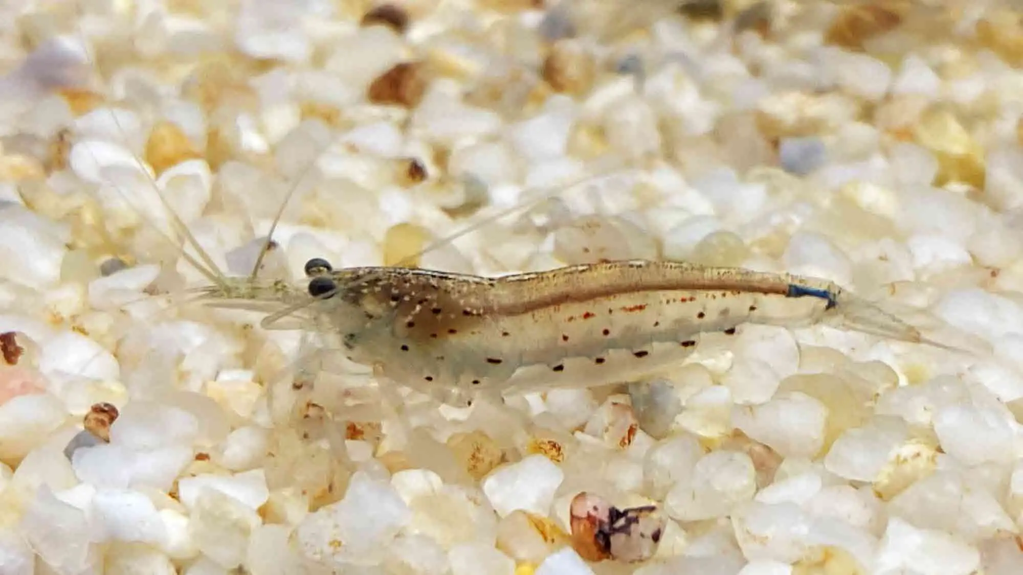 Amano Shrimp (Caridina multidentata)