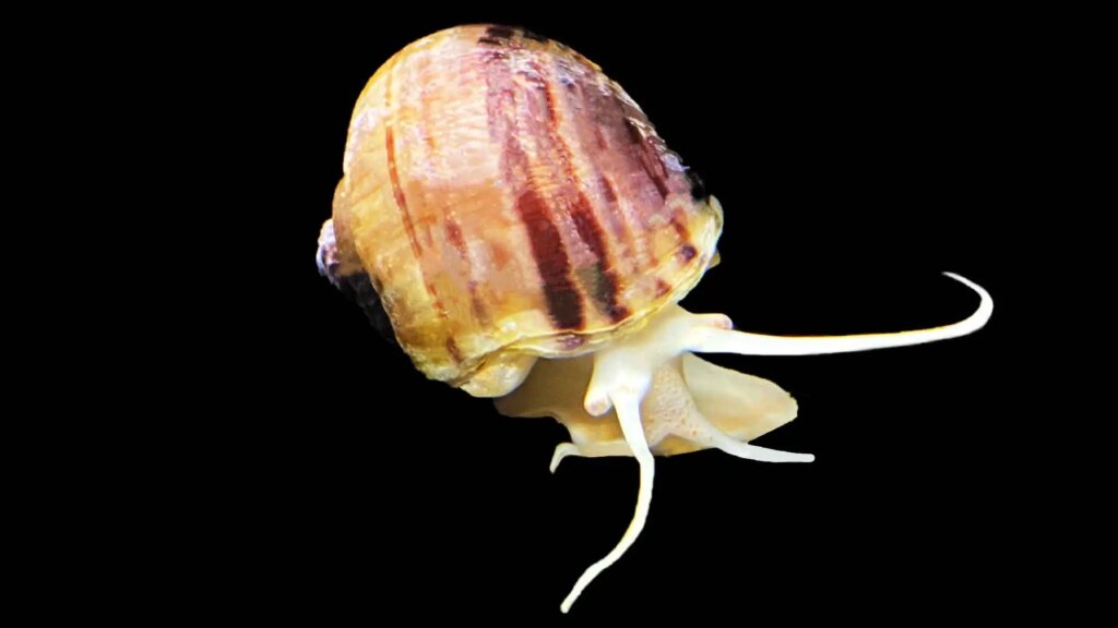 Apple Snail (Ampullariidae)