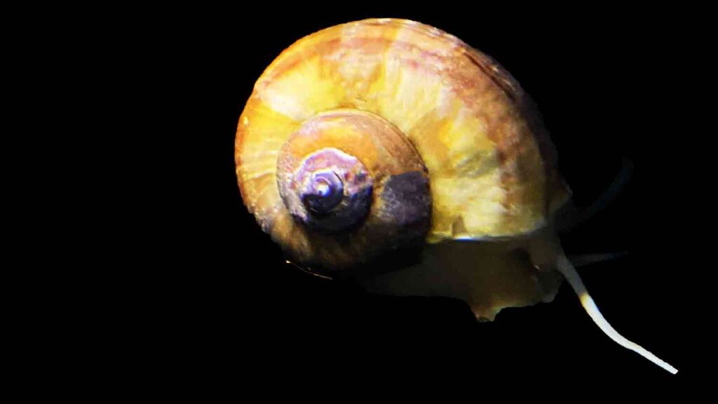 Apple Snail (Ampullariidae)