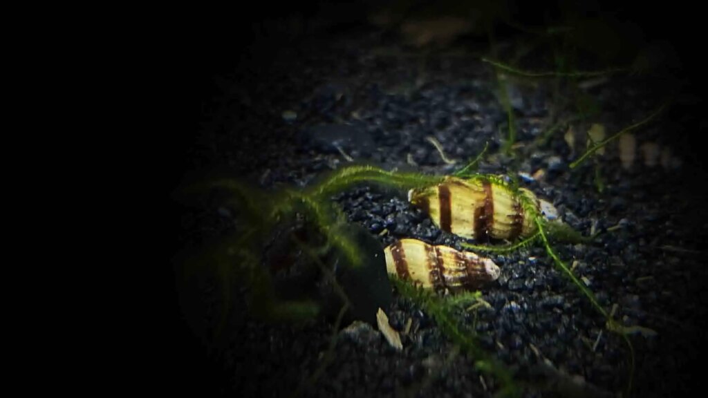 Assassin Snail (Anentome helena)