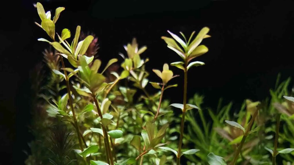 Bacopa Caroliniana