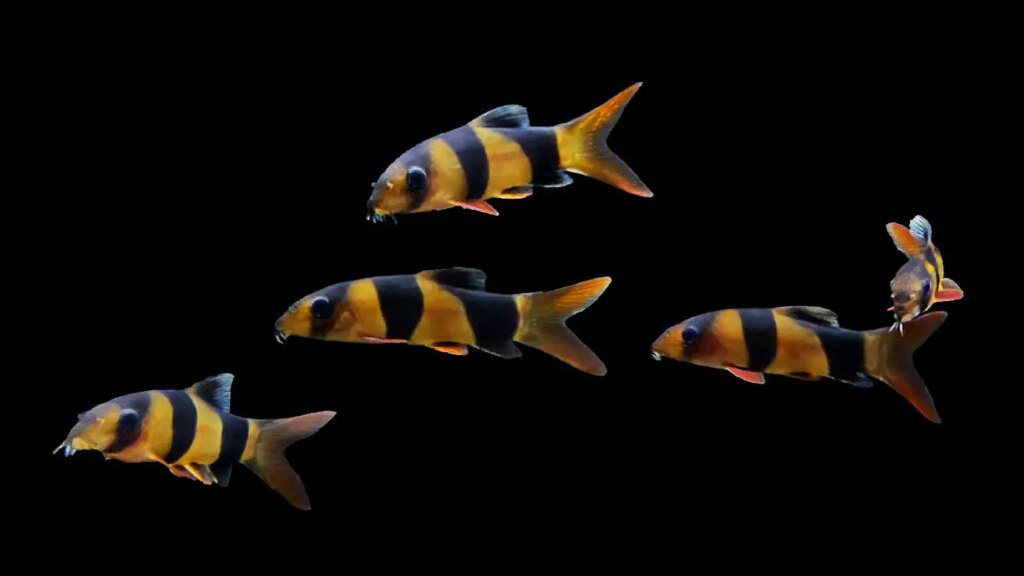 School of Clown Loaches