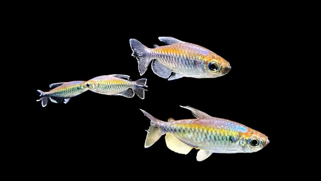 Congo Tetra (phenacogrammus-interruptus)