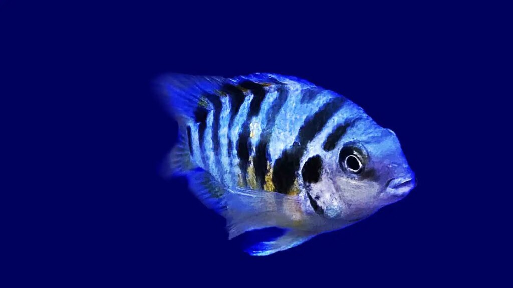 Convict Cichlid