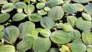 Dwarf Water Lettuce