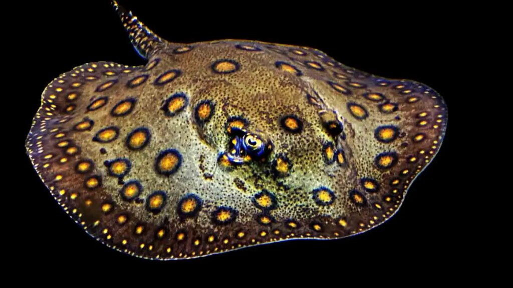 Motoro Stingray (Potamotrygon motoro)