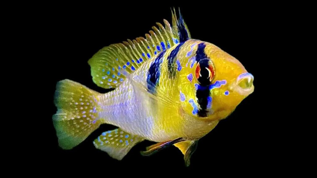 German Blue Ram (Mikrogeophagus ramirezi)