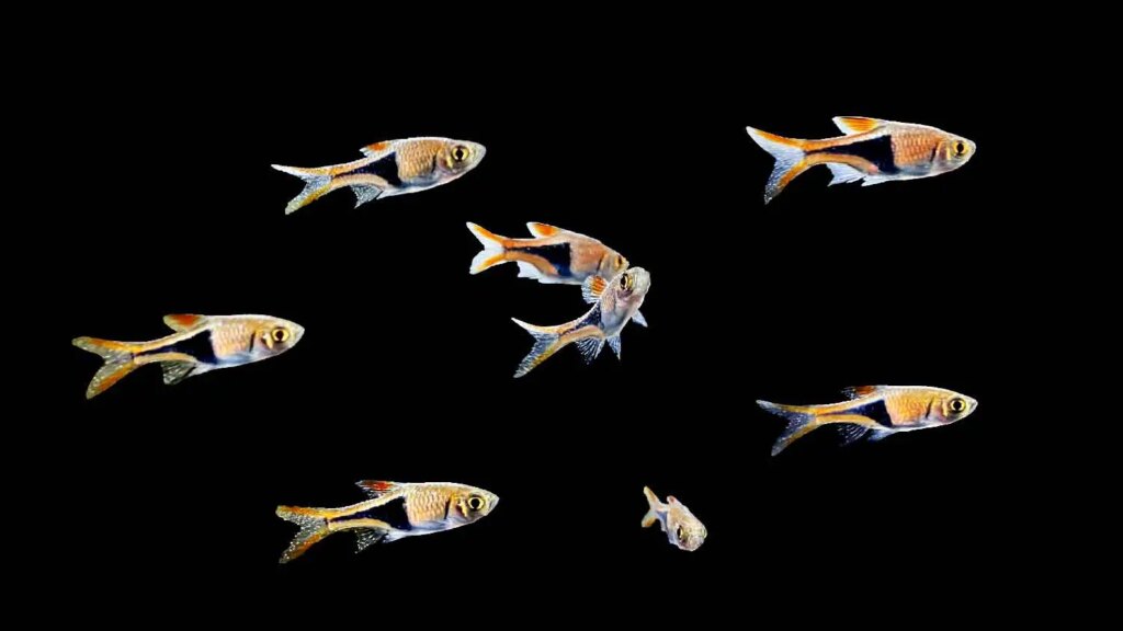 School of Harlequin Rasbora