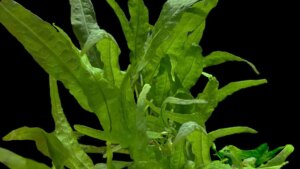 Java Fern (Ceratophyllum demersum)