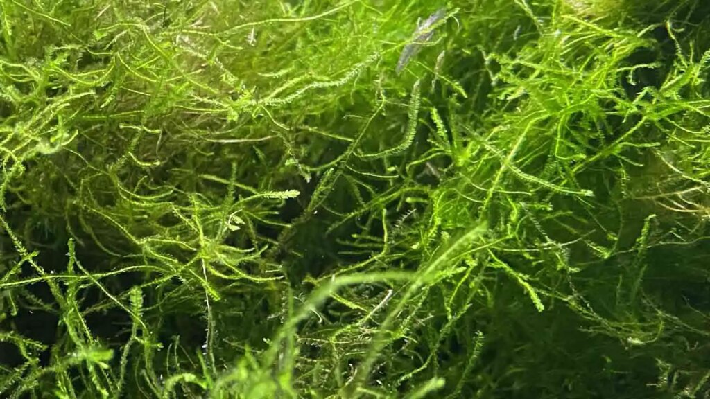 Java Moss