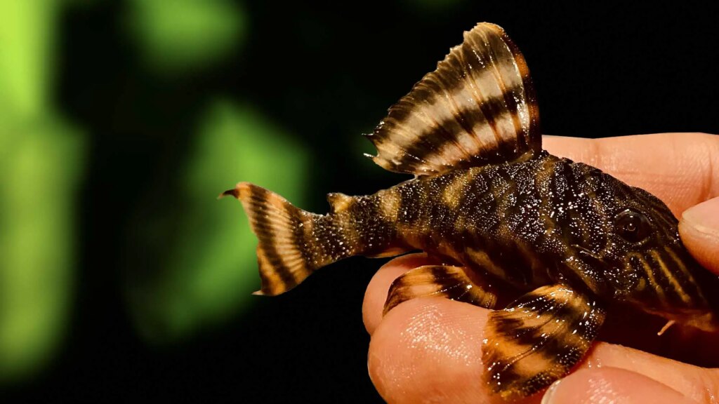 L169 Pleco (Gold Stripe Panaque)