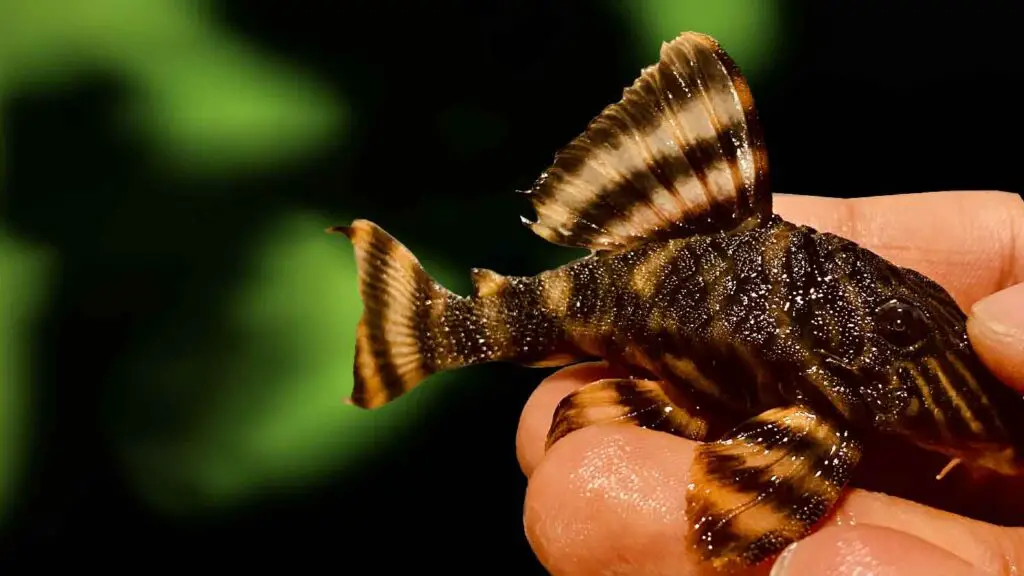 L169 Pleco (Gold Stripe Panaque)