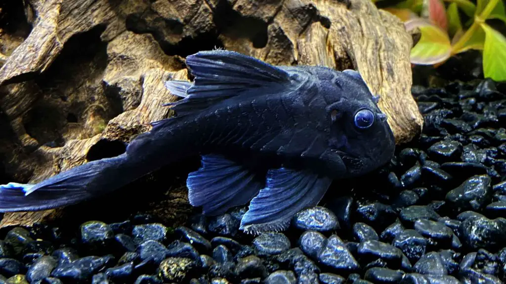 L239 Pleco (Blue Pnaque Pleco)