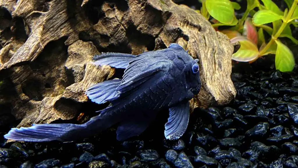 L239 Pleco (Blue Pnaque Pleco)