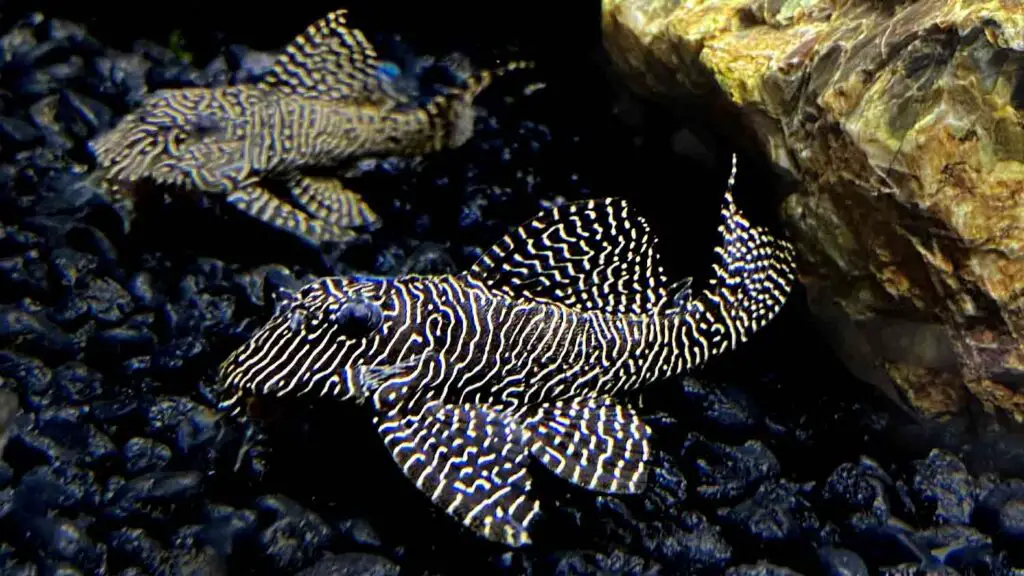 L260 Queen Arabesque Pleco