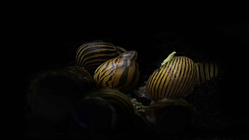 Nerite Snails