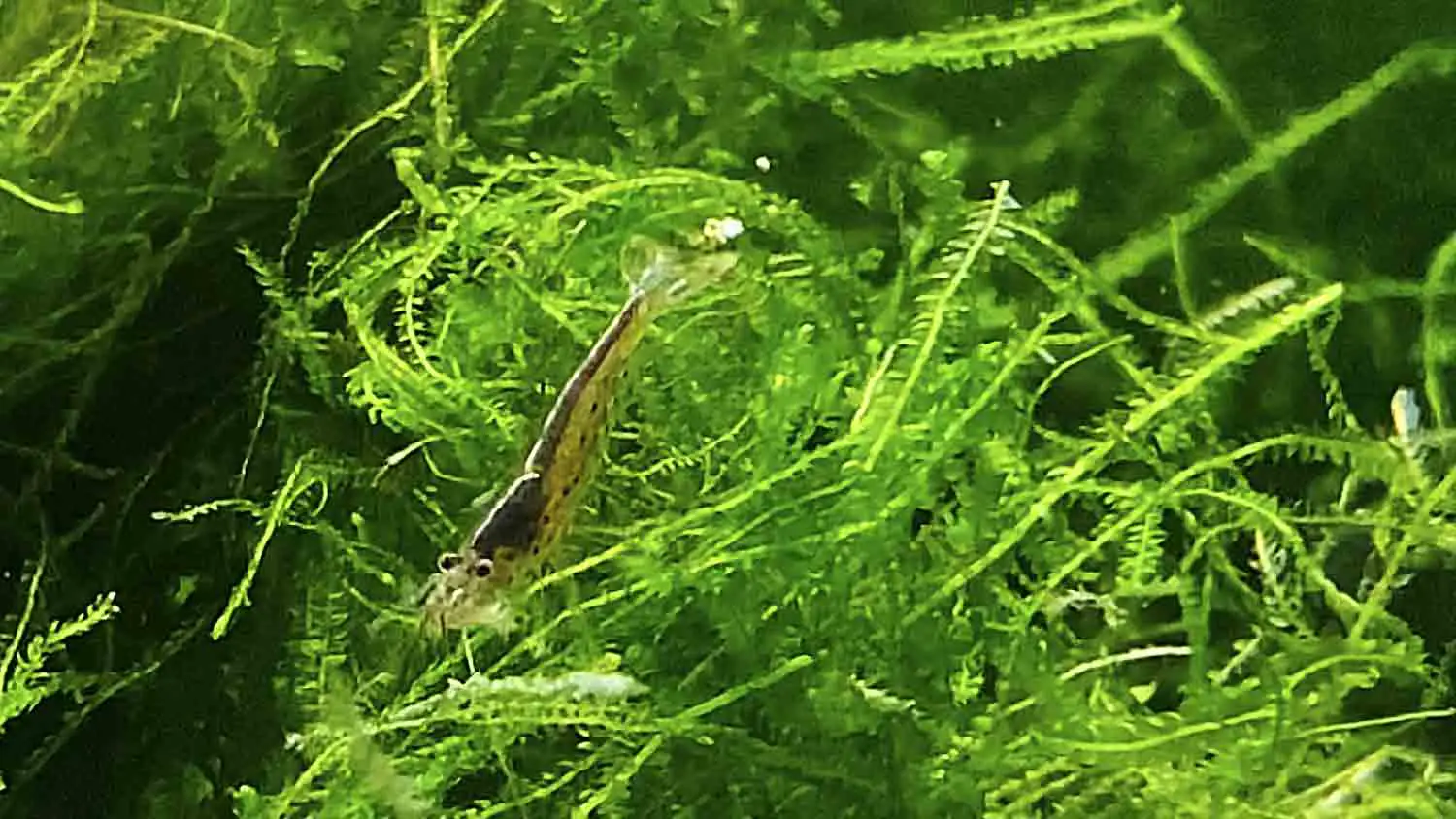 Top 11 Best Plants For Shrimp Tanks (Freshwater) Aquarium Ninja