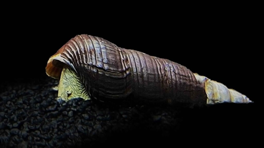 Rabbit Snail (Tylomelania towutica)