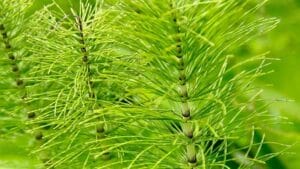 Scouring Rush Plant (Equisetum)