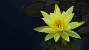 Yellow Water Lily